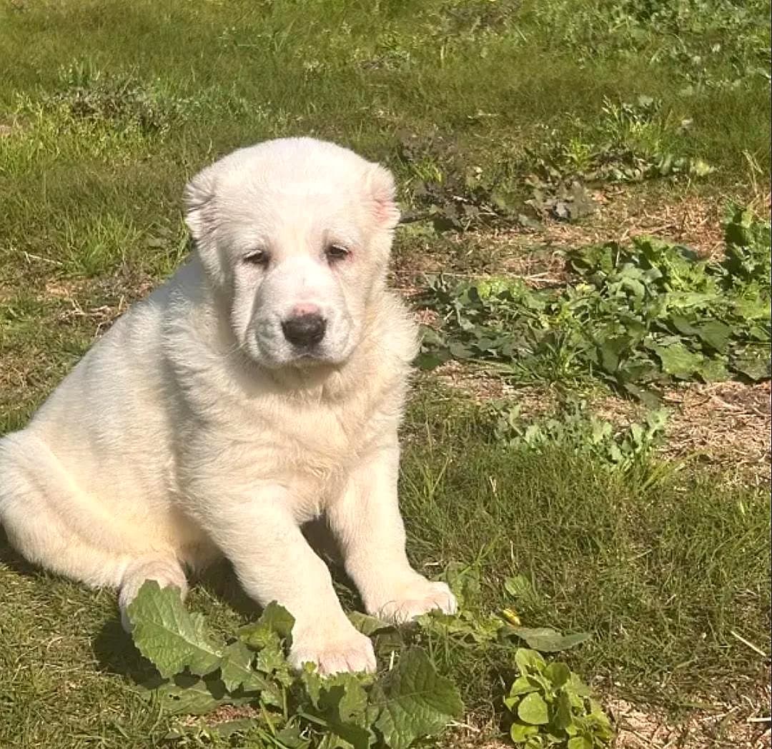 Grom, Caucasian Shepherd