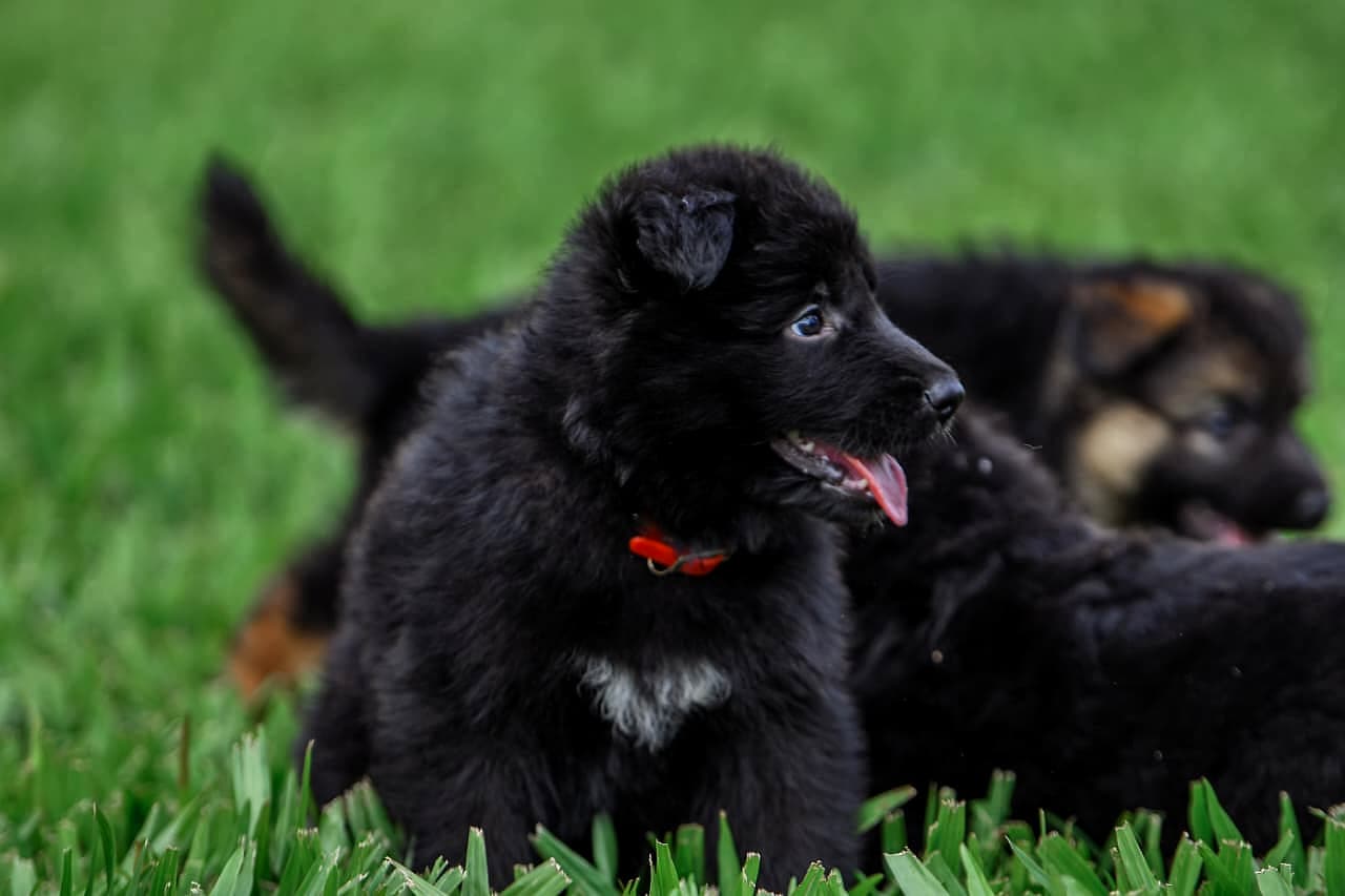 Obsidian, Royal Black German Shepherd