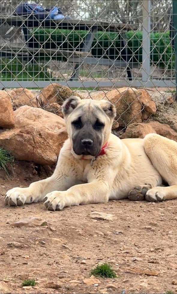 Elif, Kangal