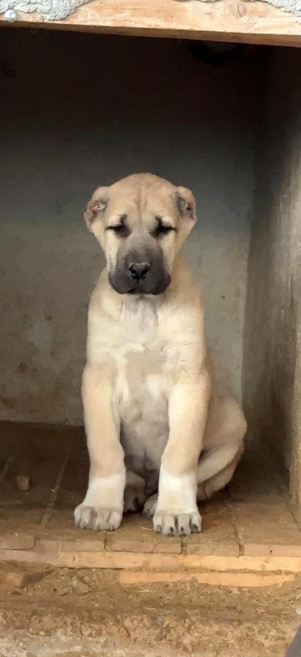 Bora, Kangal